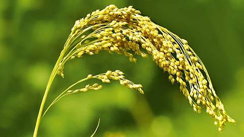 Hirse