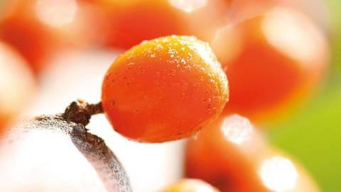 Sanddornbeeren
