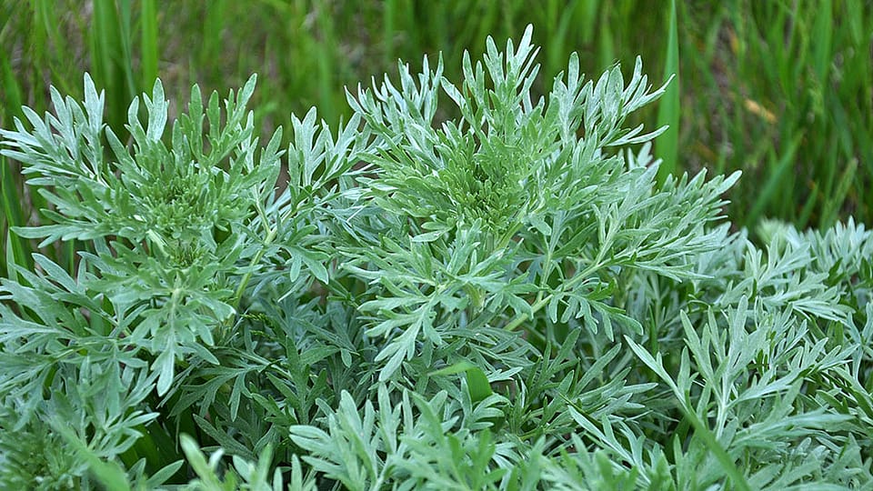 Wermut Kraut