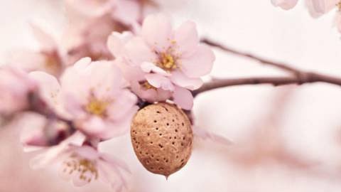 Mandelblüte & -kern