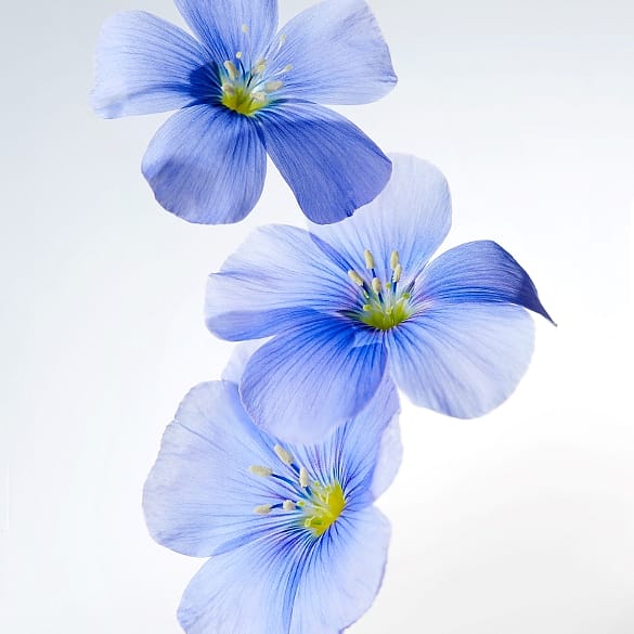Lein (Flachs)