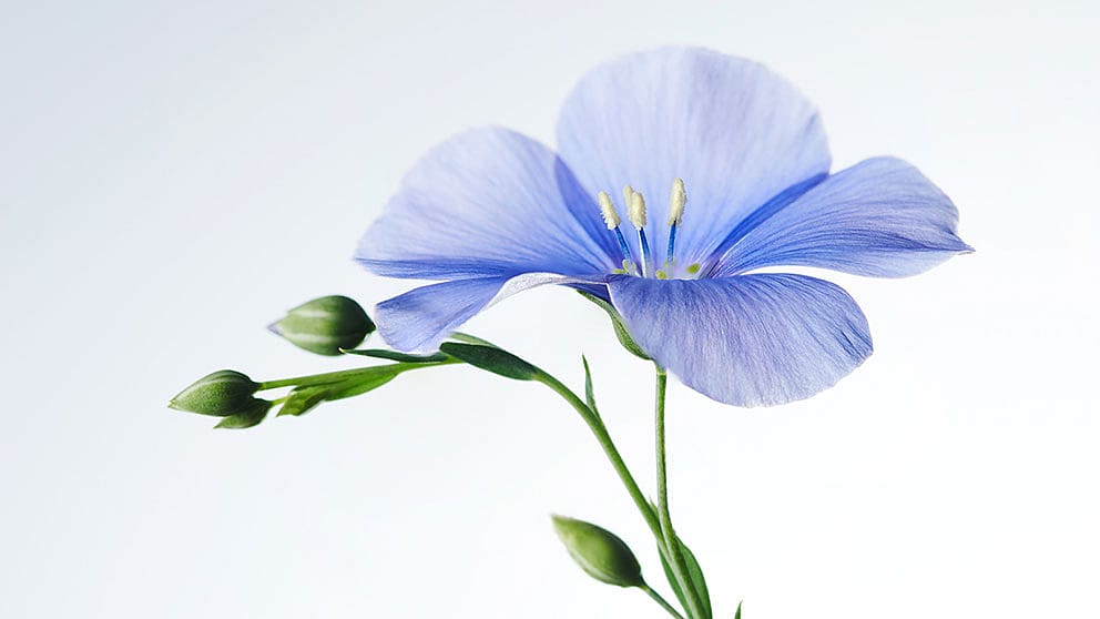 Flachs Bluete