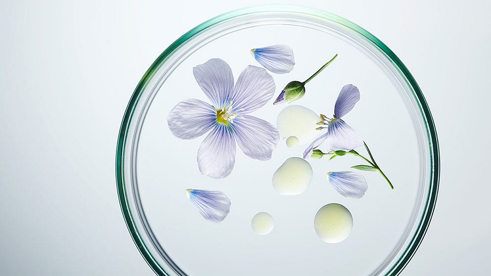 Flachs Bluetenblaetter in einer Petrischale