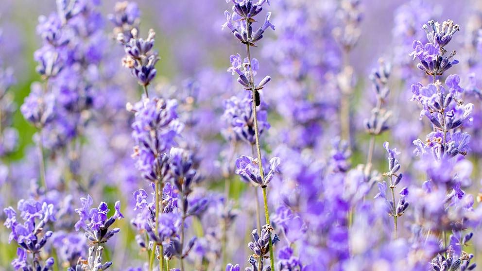 bluehender Lavendel