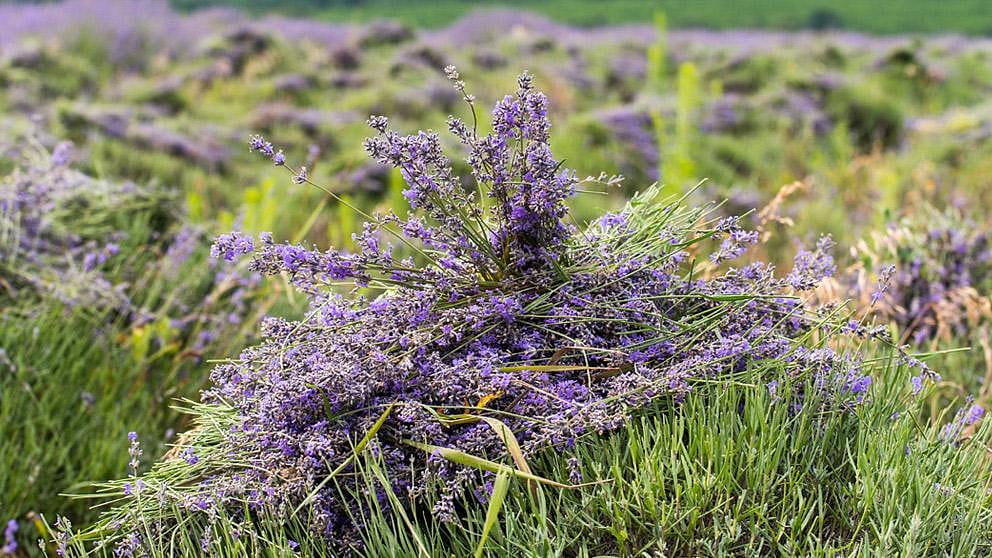 geschnittener bluehender Lavendel