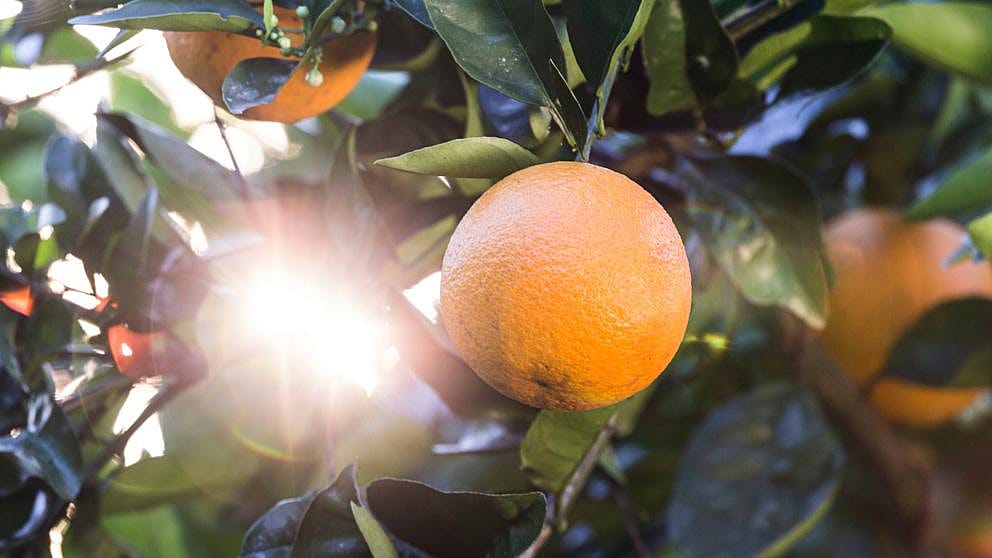 Eine Orange am Baum im Gegenlicht