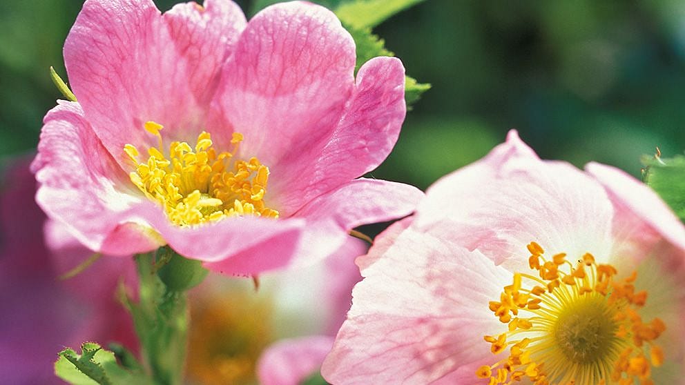 Rosenblätter