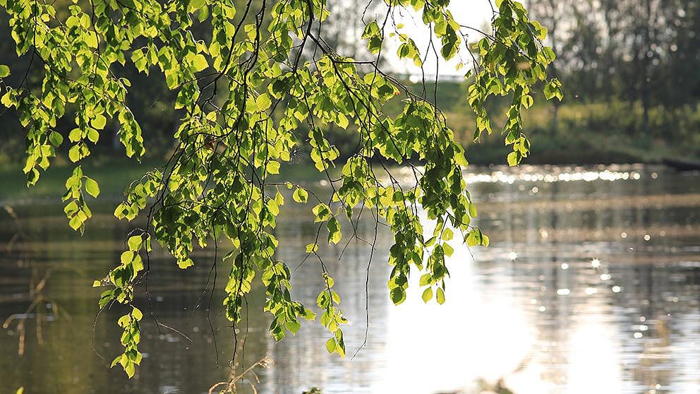 Fluss mit Bäumen