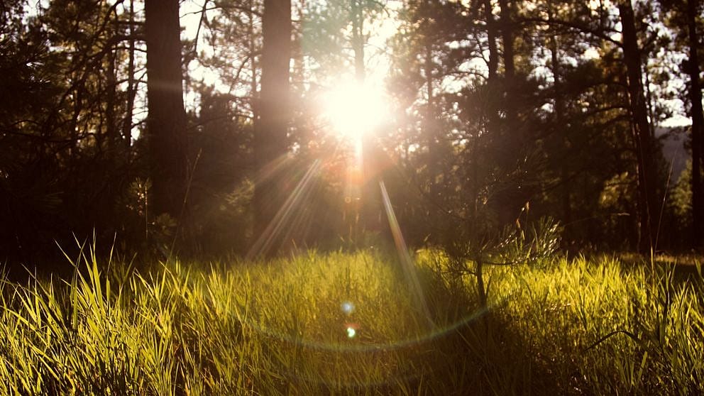 Sonnenlicht durch Bäume