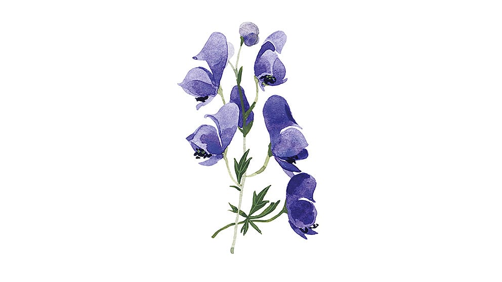 Illustration Eisenhut