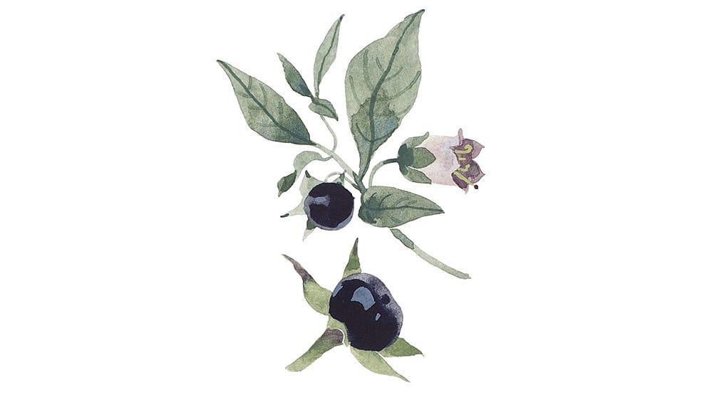 Illustration Tollkirsche