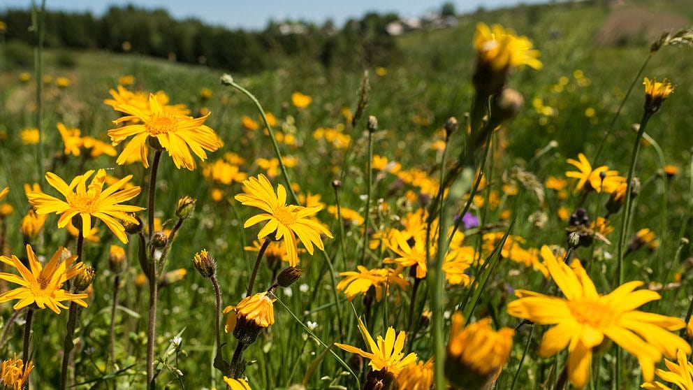 wilde Arnika auf einer Bergwiese