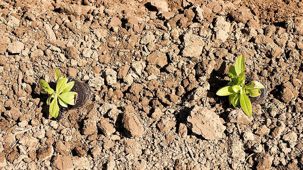 Kleine Pflanzen in Toepfchen auf trockener Erde