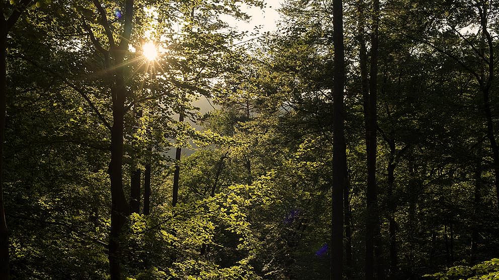 Dichter Wald, durch den die Sonne scheint
