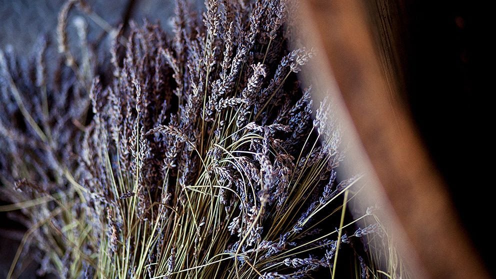 lavendel