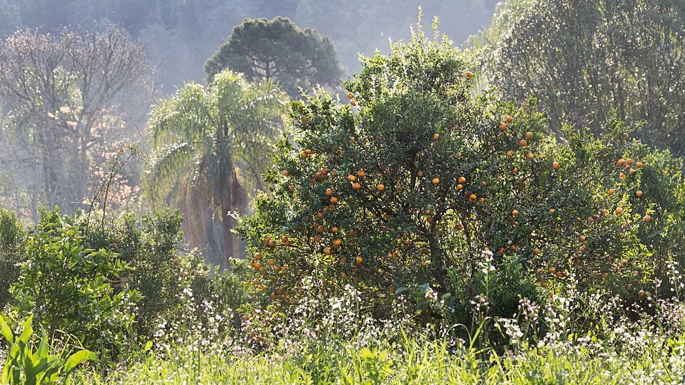 wald in brazilien
